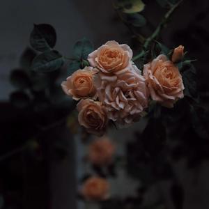 DERRIXON动画下载
